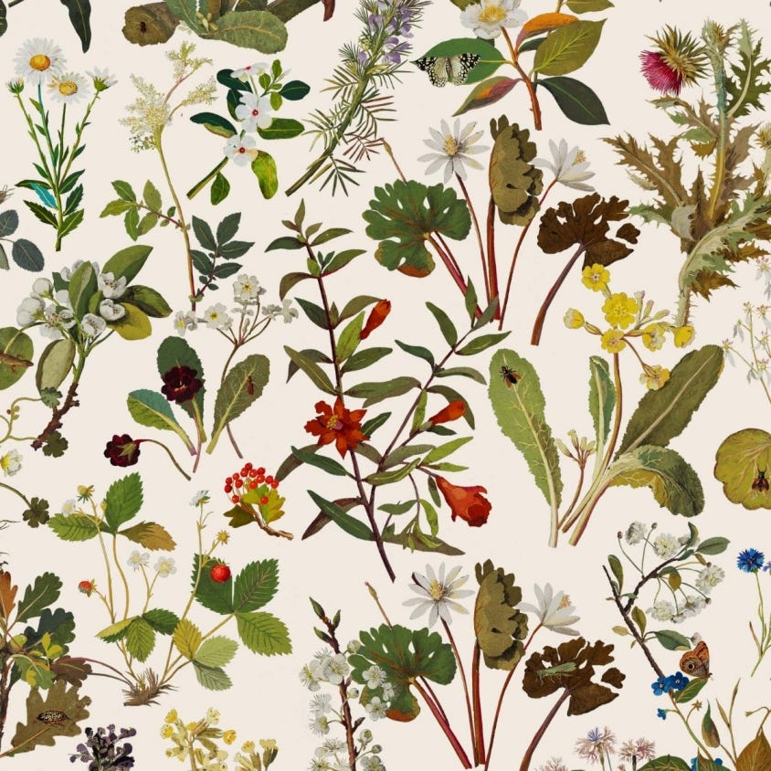 1-WA-HER-DI-ECR-XXX - Herbarium Wallpaper - Ecru - House of Hackney