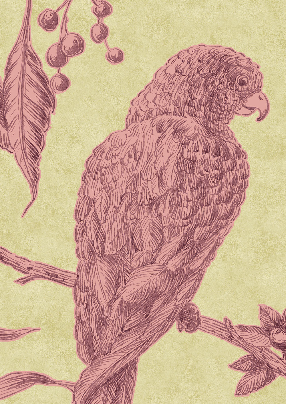 Squawk Wallpaper - Cantaloupe - Lewis & Wood