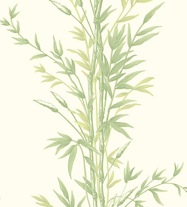 Bamboo Wallpaper - Olive Green on White - 100/5023 - Cole & Son - Premier Wallcovering