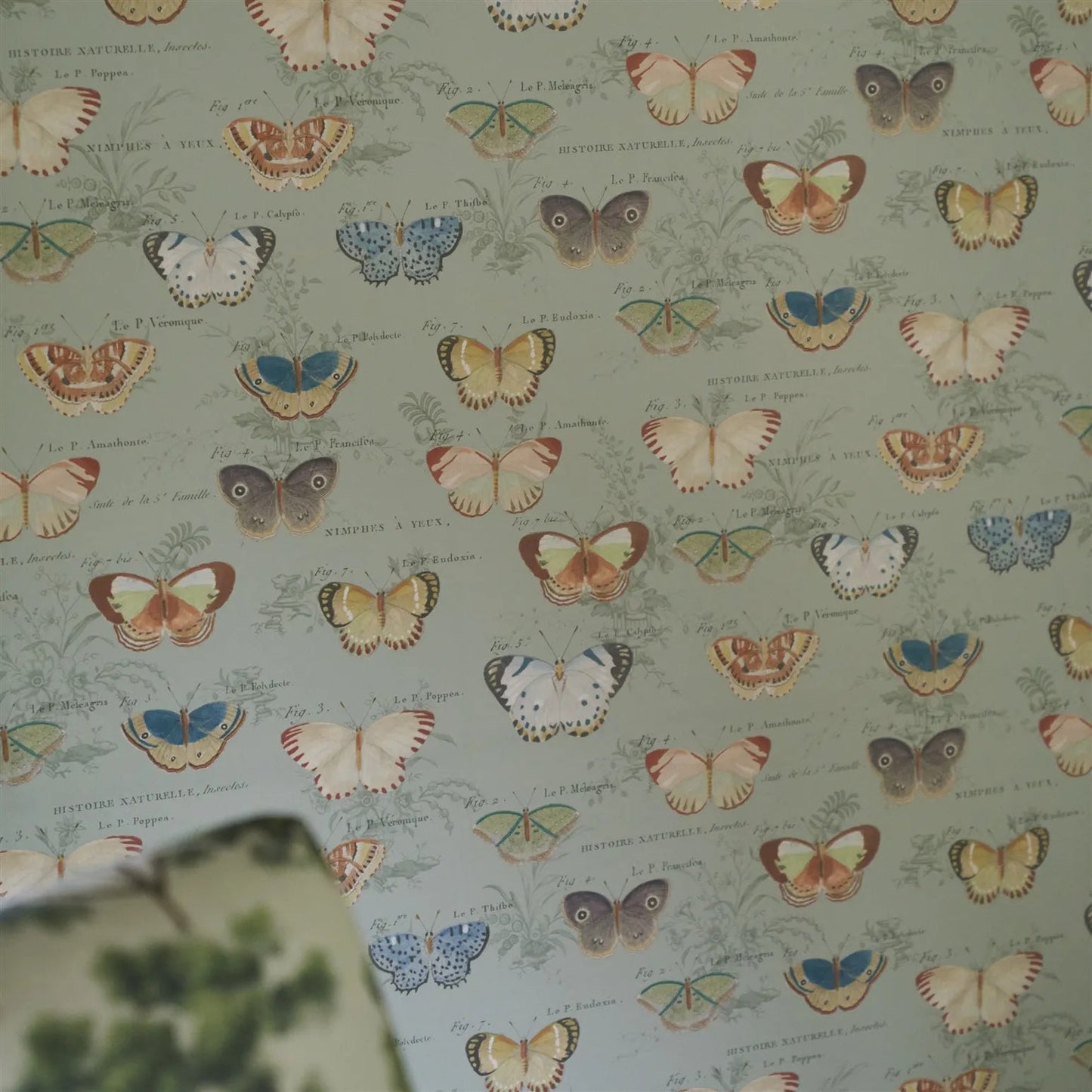Butterfly Studies Wallpaper - Eau De Nil - John Derian - PJD6017/03 - Premier Wallcovering