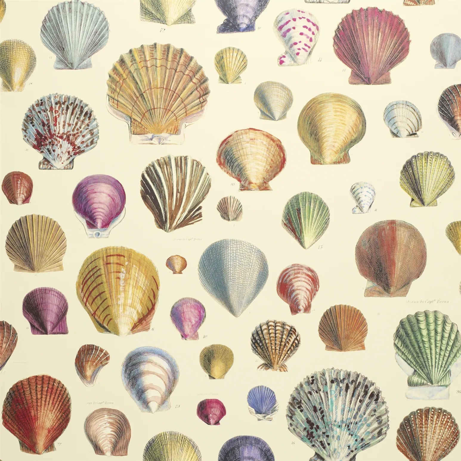 Captain Thomas Browns Shells Wallpaper - Sepia - John Derian - PJD6000/01 - Premier Wallcovering