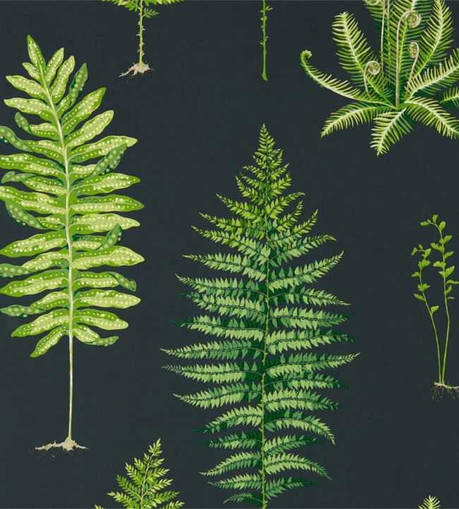 Fernery Wallpaper - Botanical Green/Charcoal - DGLW216634 - Sanderson - Premier Wallcovering
