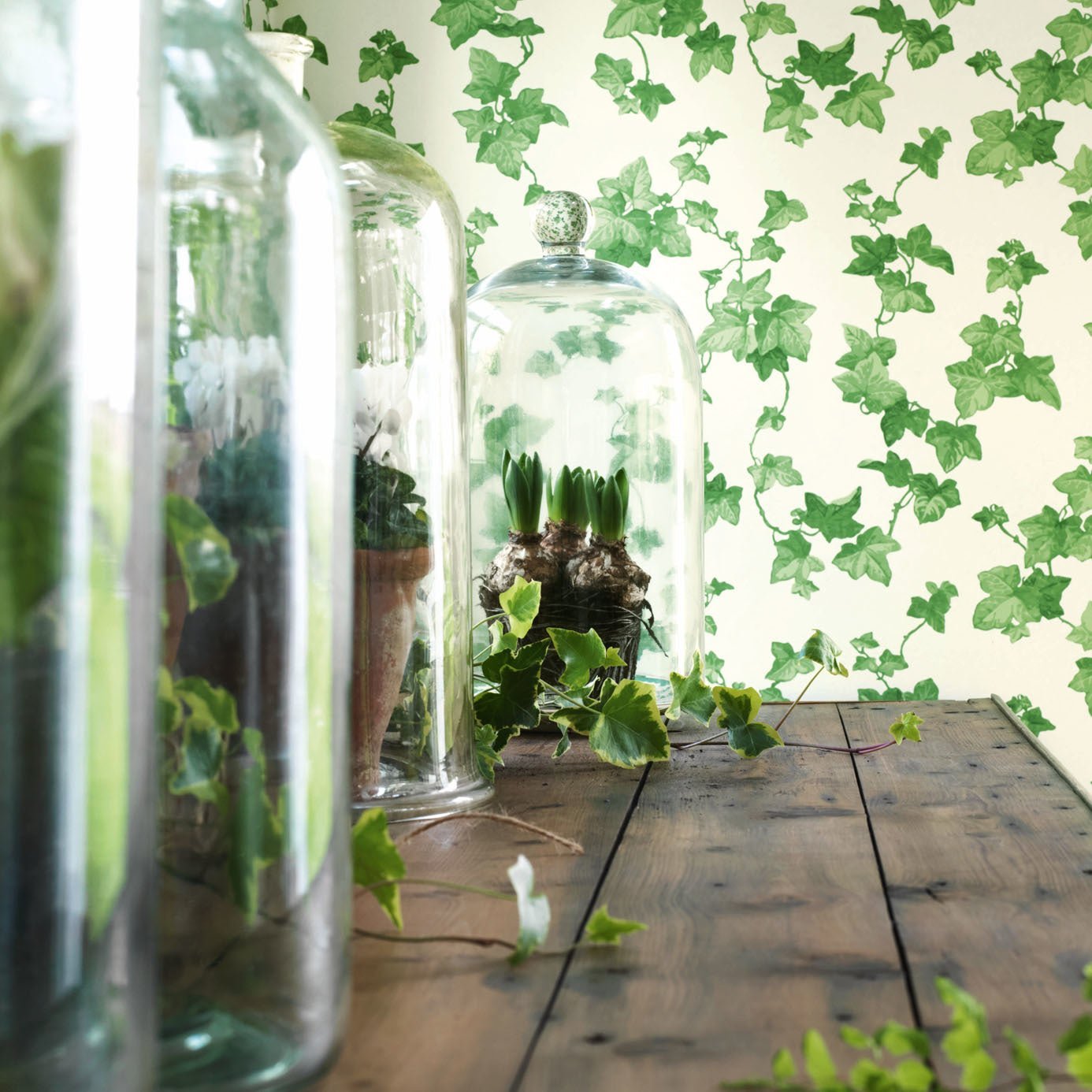 Hedera Wallpaper - Green - DVIN214593 - Sanderson - Premier Wallcovering