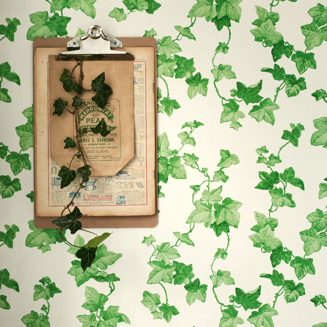 Hedera Wallpaper - Green - DVIN214593 - Sanderson - Premier Wallcovering