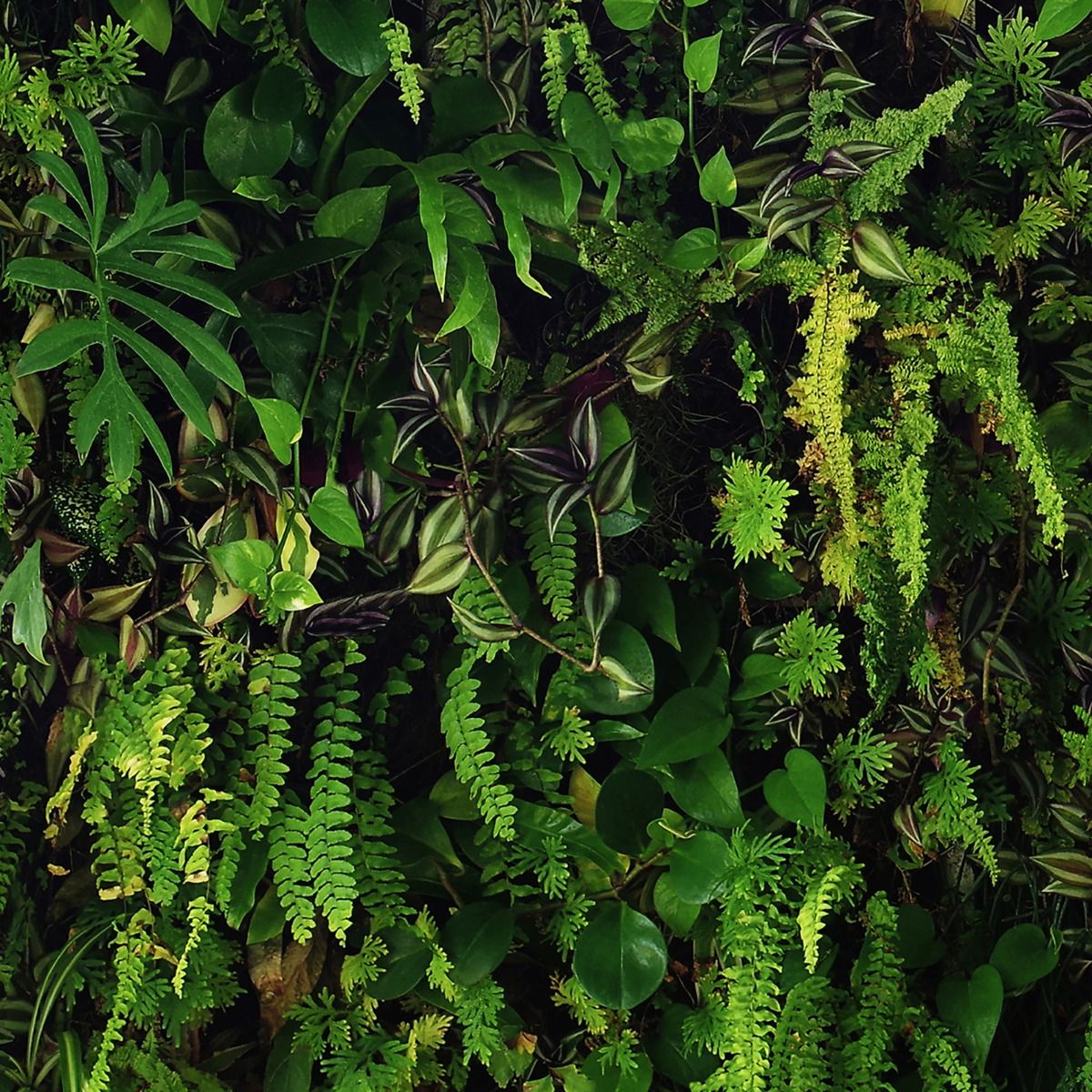 Kew Living Wall Wallpaper - Green - Belgravia - 66119 - Premier Wallcovering