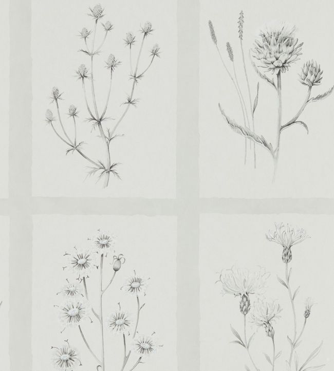 Little Thistles Wallpaper - Pewter - DEBB216512 - Sanderson - Premier Wallcovering