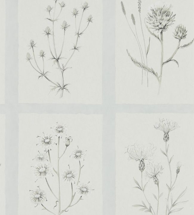 Little Thistles Wallpaper - Grey Blue - DEBB216513 - Sanderson - Premier Wallcovering