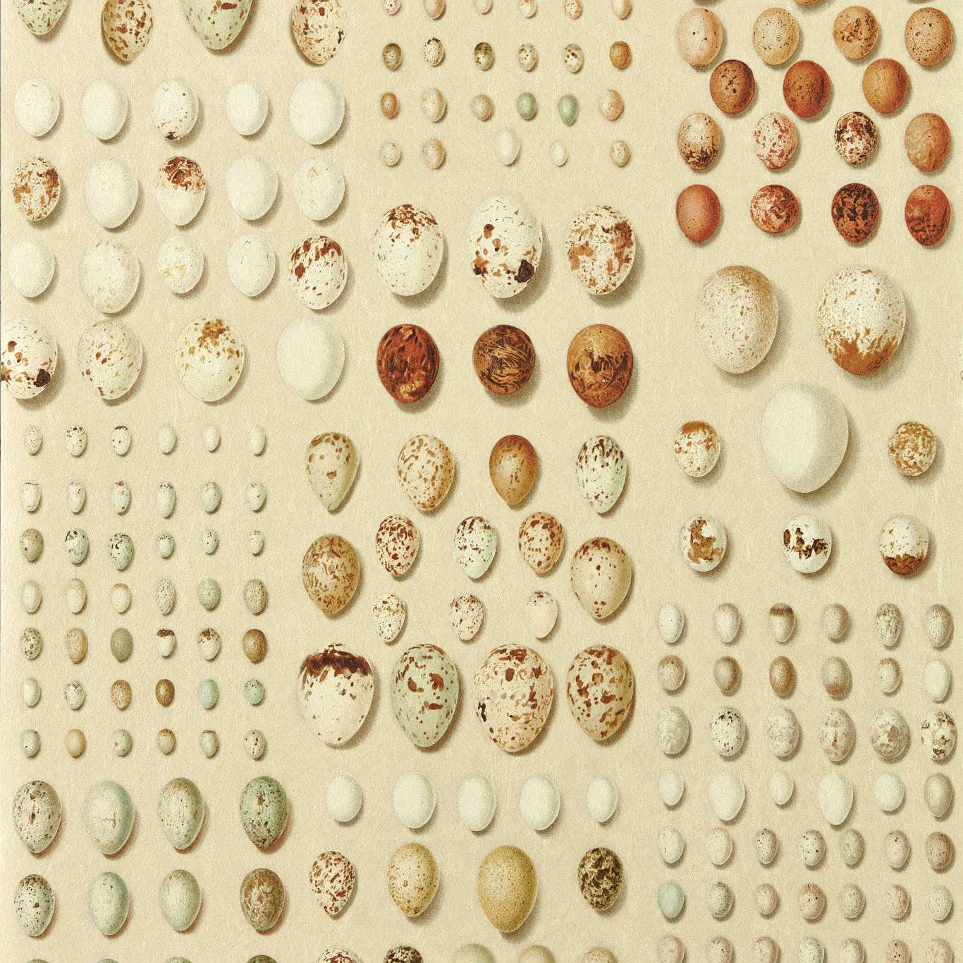 Oology Portal Wallpaper - Silkie - DGDW217326 - Sanderson - Premier Wallcovering
