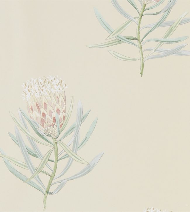 Protea Flower Wallpaper - Russet/Green - DART216329 - Sanderson - Premier Wallcovering