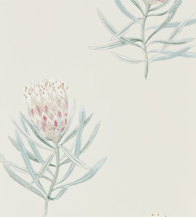 Protea Flower Wallpaper - Porcelain/Blush - DART216330 - Sanderson - Premier Wallcovering