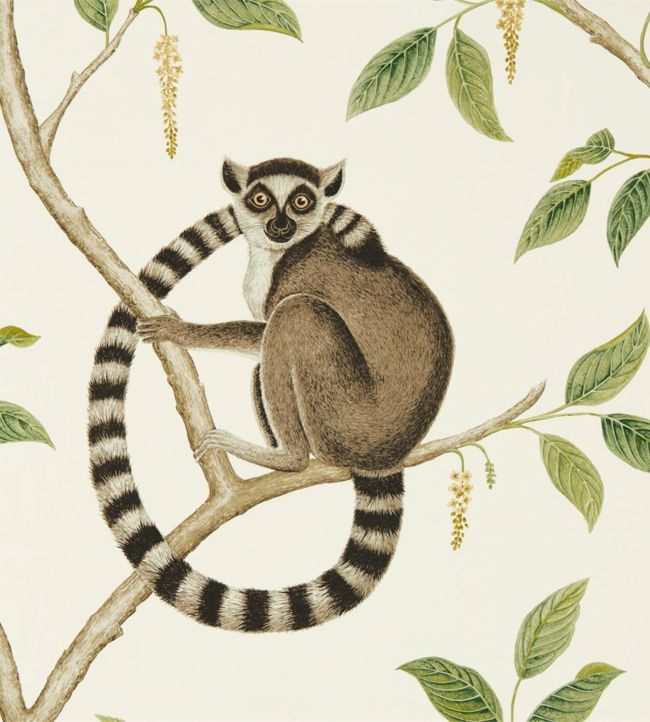 Ringtailed Lemur Wallpaper - Cream/Olive - DGLW216664 - Sanderson - Premier Wallcovering
