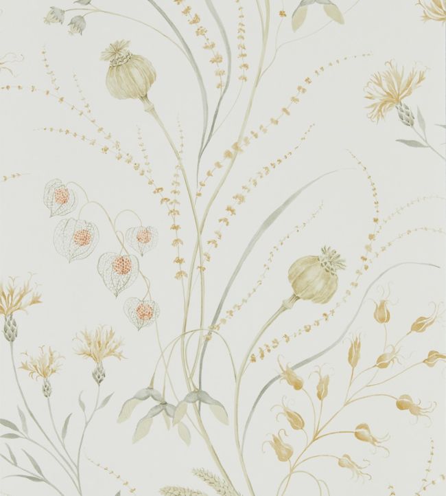 Summer Harvest Wallpaper - Silver Corn - DEBB216497 - Sanderson - Premier Wallcovering