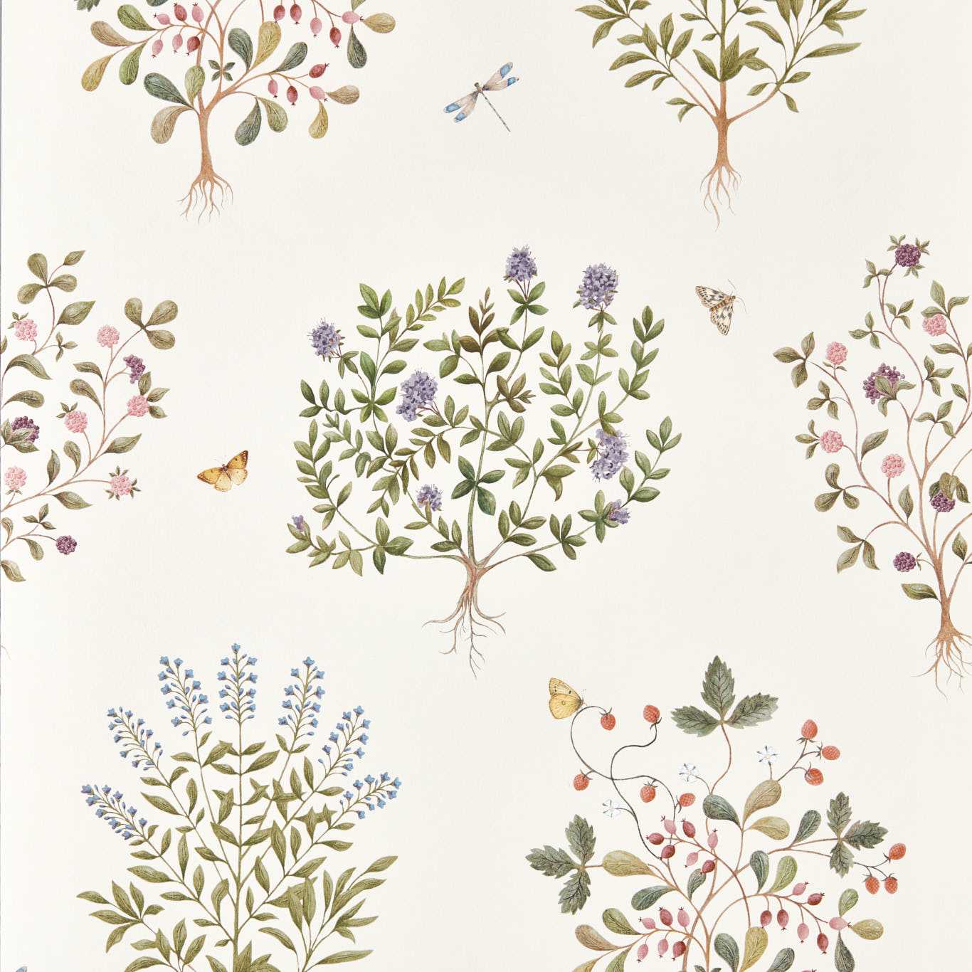 Thyme Walk Wallpaper - Damson/Quince - Sanderson - DHIP217509 - Premier Wallcovering