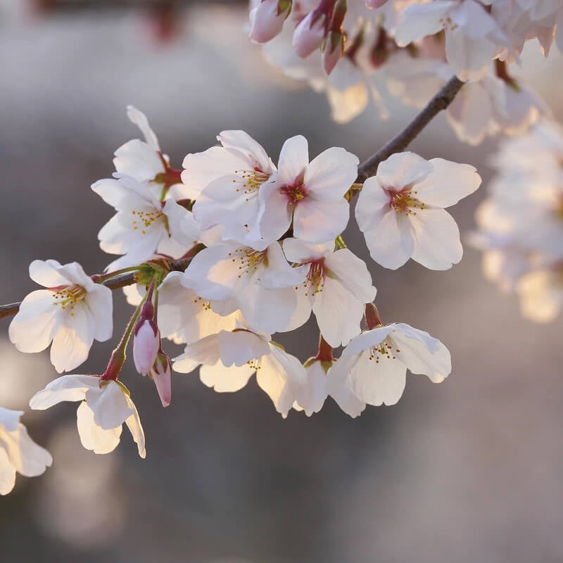 Cherry Blossoms Wall Mural - Multi - Anaglypta - 5494-8 - Premier Wallcovering