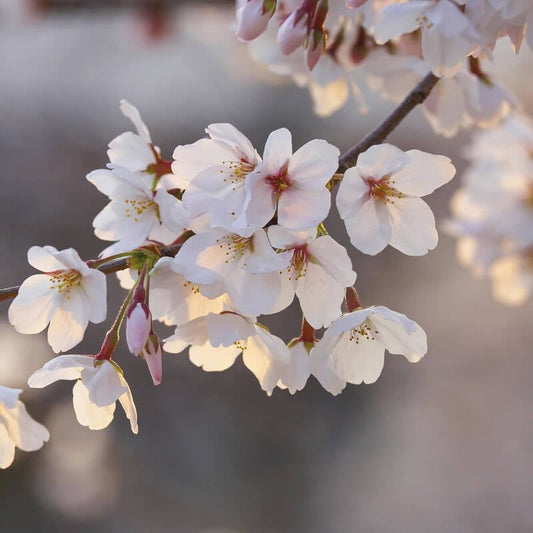 Cherry Blossoms Wall Mural - Multi - Anaglypta - 5494-8 - Premier Wallcovering