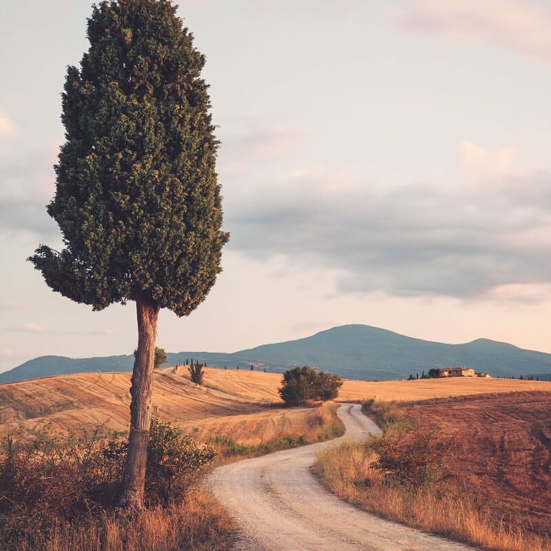 Cypress Road Wall Mural - Multi - Anaglypta - 5544-4 - Premier Wallcovering