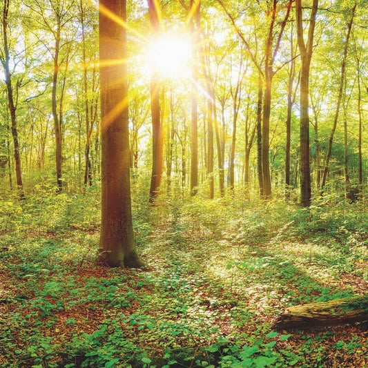 Deep in the Woods Wall Mural - Multi - Anaglypta - 5502-8 - Premier Wallcovering