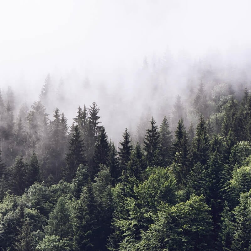 Forest Mist Wall Mural - Green - Anaglypta - 5433-8 - Premier Wallcovering