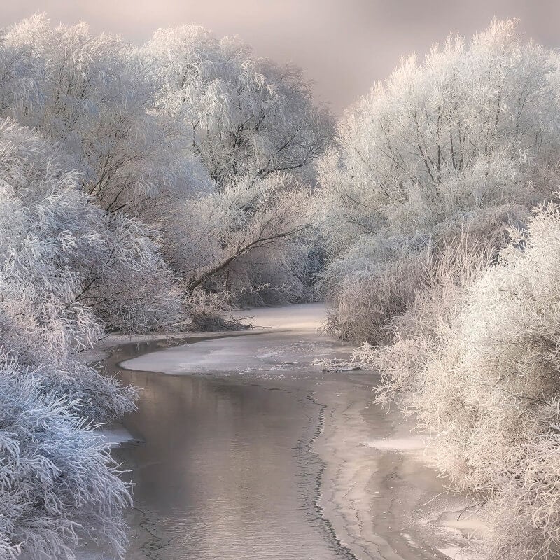 Frozen Wall Mural - Forest - Anaglypta - 5161-8 - Premier Wallcovering