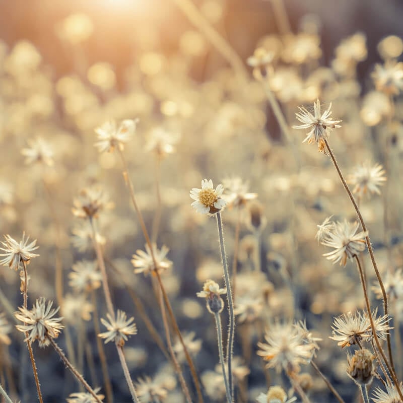 Mexican Daisy Wall Mural - Multi - Anaglypta - 5513-8 - Premier Wallcovering