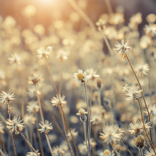 Mexican Daisy Wall Mural - Multi - Anaglypta - 5513-8 - Premier Wallcovering