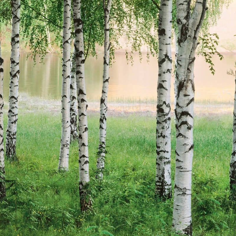 Nordic Forest Wall Mural - Forest - Anaglypta - 5424-8 - Premier Wallcovering