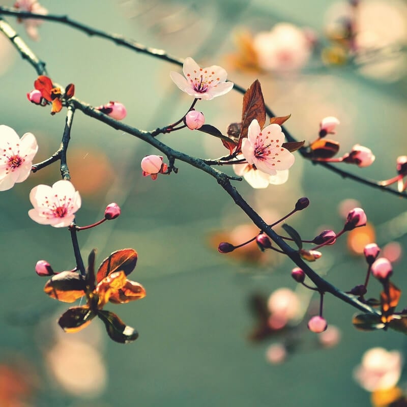 Spring Awakening Wall Mural - Green - Anaglypta - 5520-8 - Premier Wallcovering