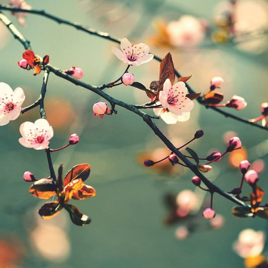 Spring Awakening Wall Mural - Green - Anaglypta - 5520-8 - Premier Wallcovering