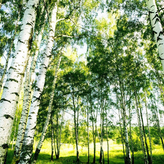 Sunshine Wall Mural - Forest - Anaglypta - 5429-8 - Premier Wallcovering