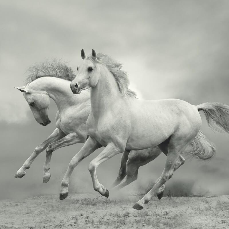 Wild Horses Wall Mural - White - Anaglypta - 5519-8 - Premier Wallcovering