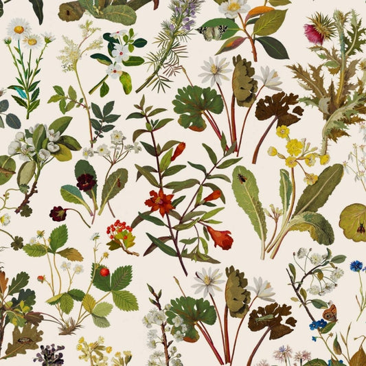 1-WA-HER-DI-ECR-XXX - Herbarium Wallpaper - Ecru - House of Hackney