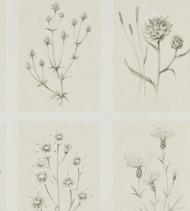 Little Thistles Wallpaper - Ecru - DEBB216511 - Sanderson