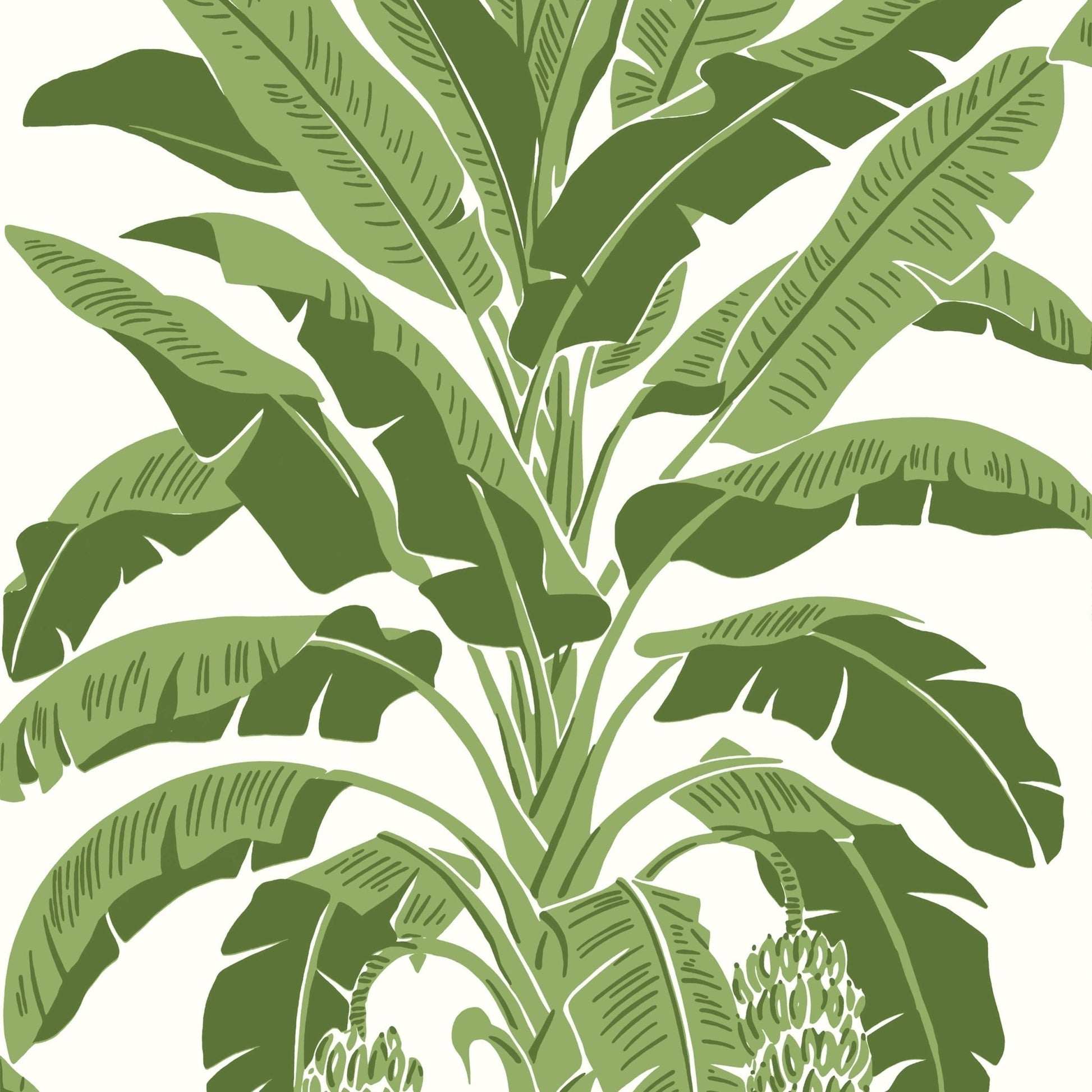 Banana Tree Wallpaper - Green - Thibaut - T13914 - Premier Wallcovering