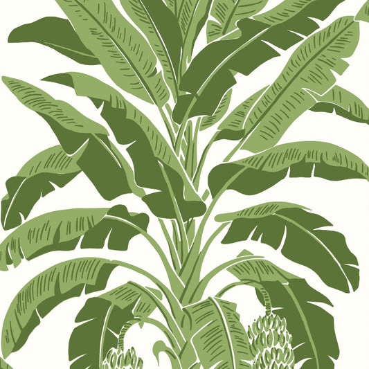 Banana Tree Wallpaper - Green - Thibaut - T13914 - Premier Wallcovering