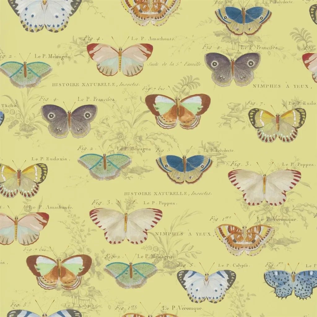 Butterfly Studies Wallpaper - Mimosa - John Derian - PJD6017/04 - Premier Wallcovering