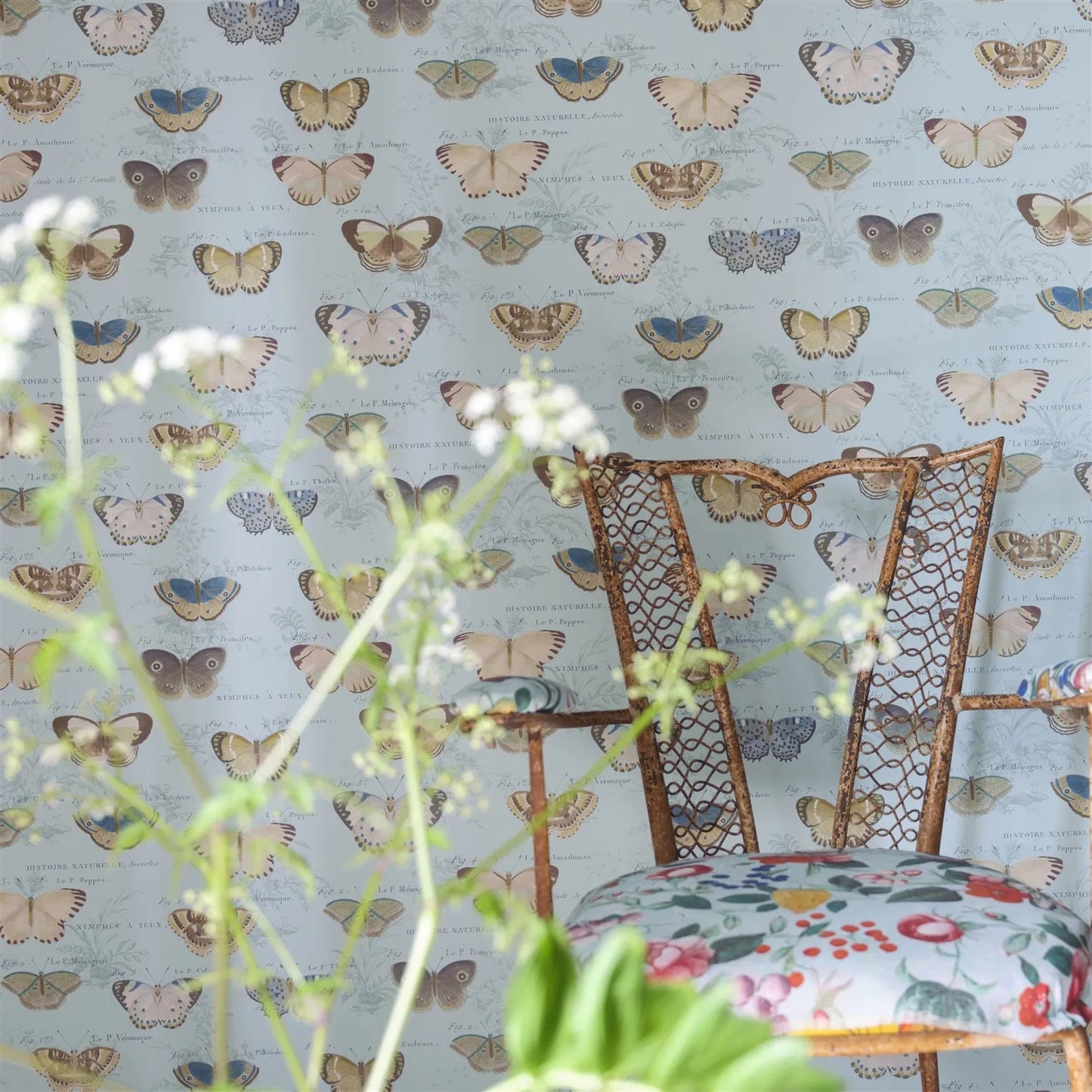 Butterfly Studies Wallpaper - Cloud Blue - John Derian - PJD6017/02 - Premier Wallcovering