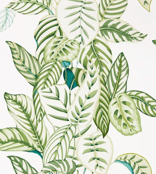 Calathea Wallpaper - Botanical Green - DGLW216630 - Sanderson - Premier Wallcovering