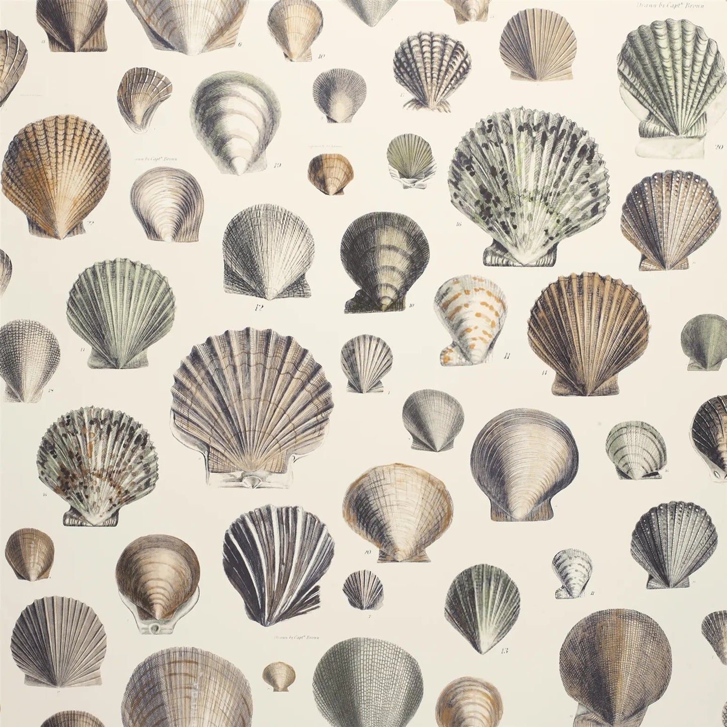 Captain Thomas Browns Shells Wallpaper - Oyster - John Derian - PJD6000/02 - Premier Wallcovering