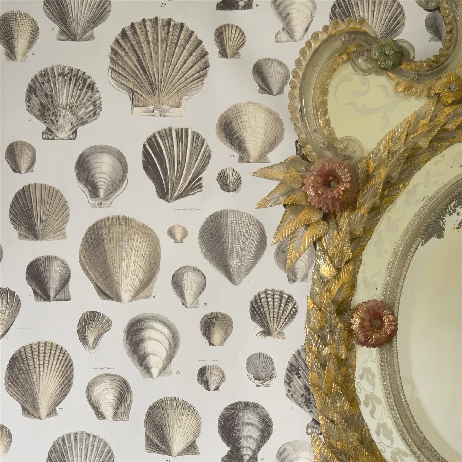 Captain Thomas Browns Shells Wallpaper - Oyster - John Derian - PJD6000/02 - Premier Wallcovering