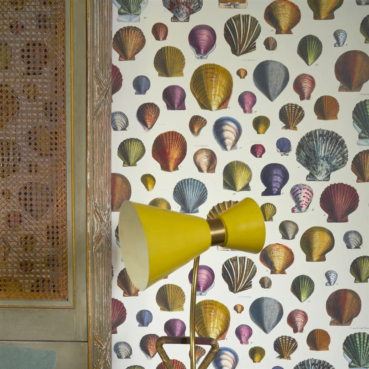 Captain Thomas Browns Shells Wallpaper - Sepia - John Derian - PJD6000/01 - Premier Wallcovering
