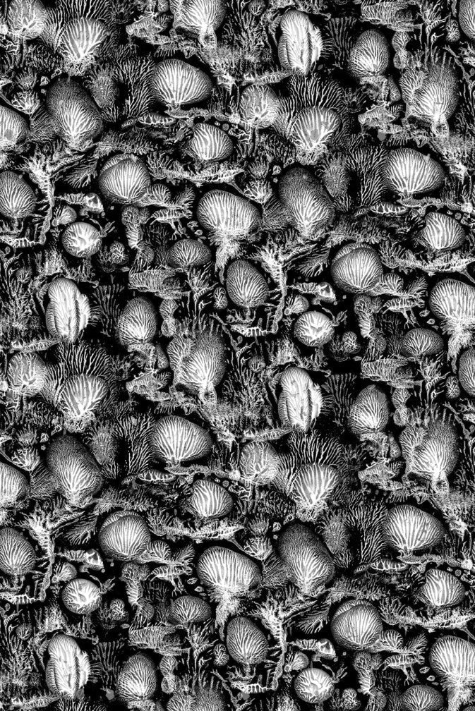 Coral Blotch Cork Wallpaper - Black - Timorous Beasties - SSC/CBLO/CK62021/02 - Premier Wallcovering