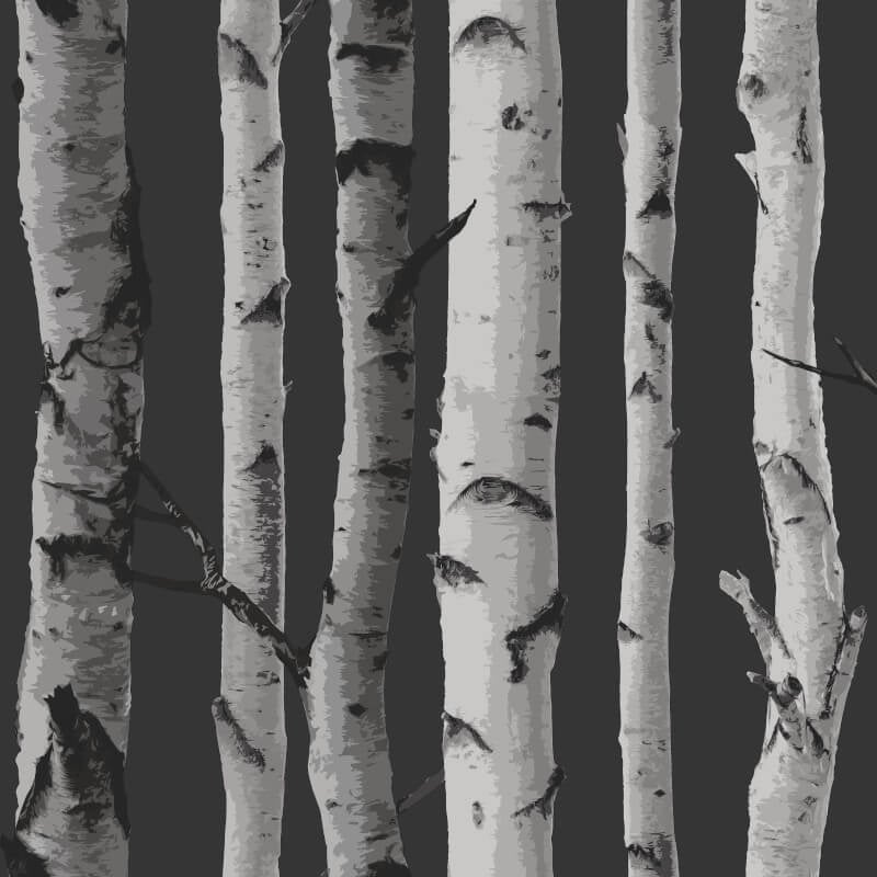 Distinctive Birch Tree Wallpaper - Black/Silver - Fine Décor - FD31052 - Premier Wallcovering