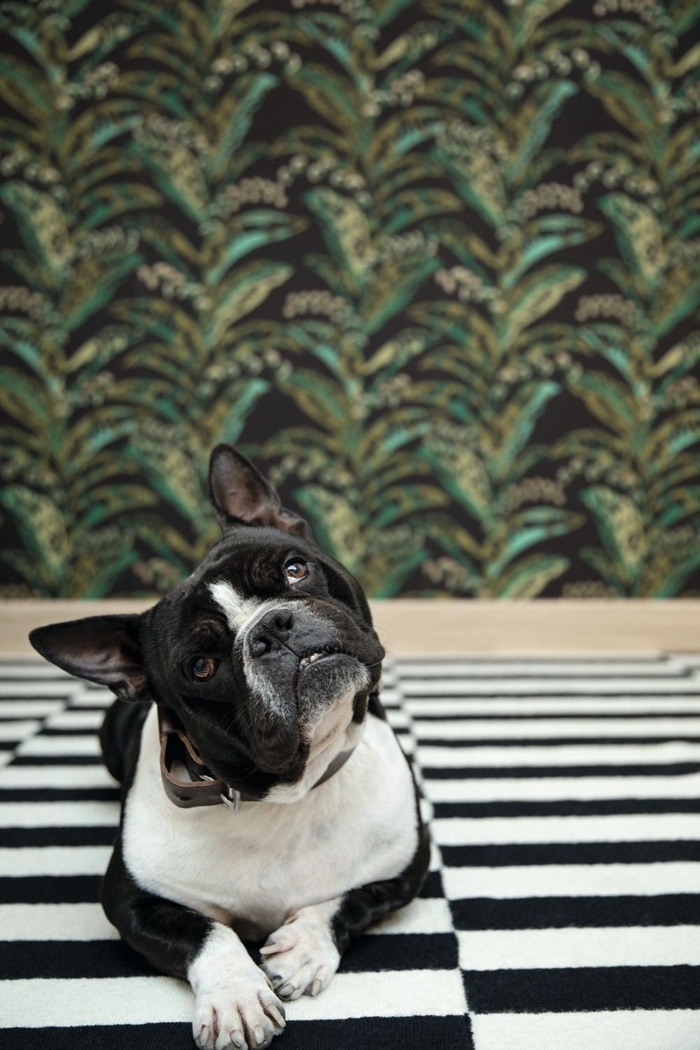 Escapade Epopee Wallpaper - Noir Vert Kaki - Caselio - 102339752 - Premier Wallcovering