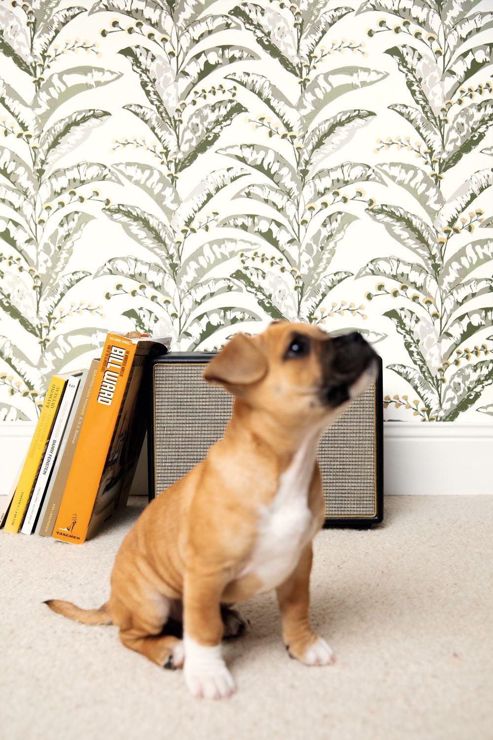 Escapade Epopee Wallpaper -  Kaki - Caselio - 102337735 - Premier Wallcovering