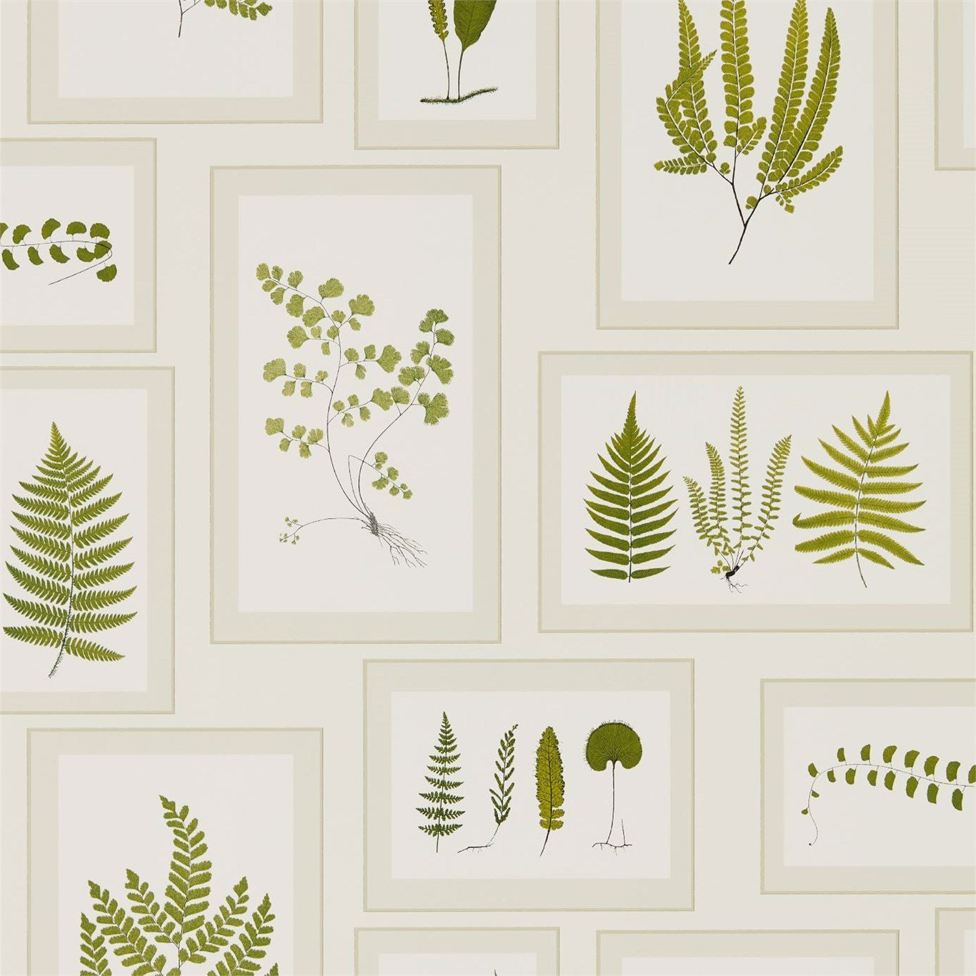 Fern Gallery Wallpaper - Ivory/Green - Sanderson - DWOW215712 - Premier Wallcovering