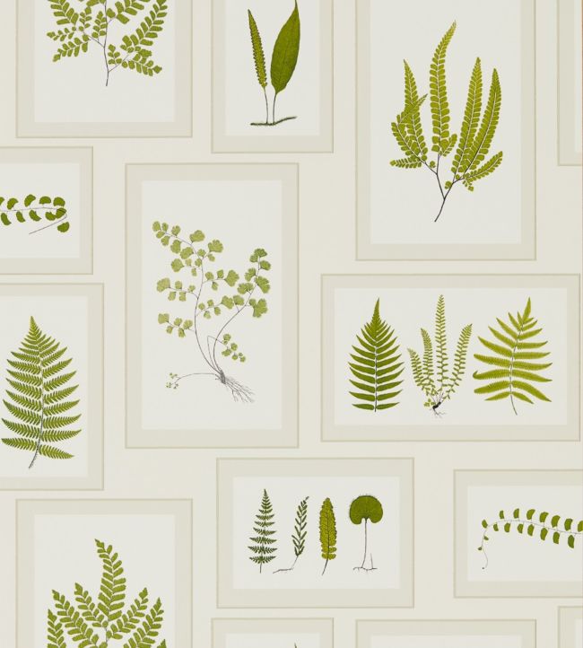 Fern Gallery Wallpaper - Ivory/Green - DWOW215712 - Sanderson - Premier Wallcovering