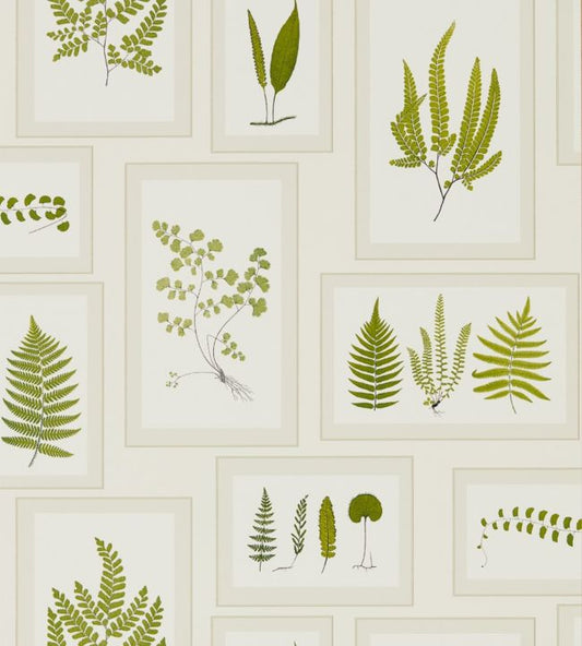 Fern Gallery Wallpaper - Ivory/Green - DWOW215712 - Sanderson - Premier Wallcovering