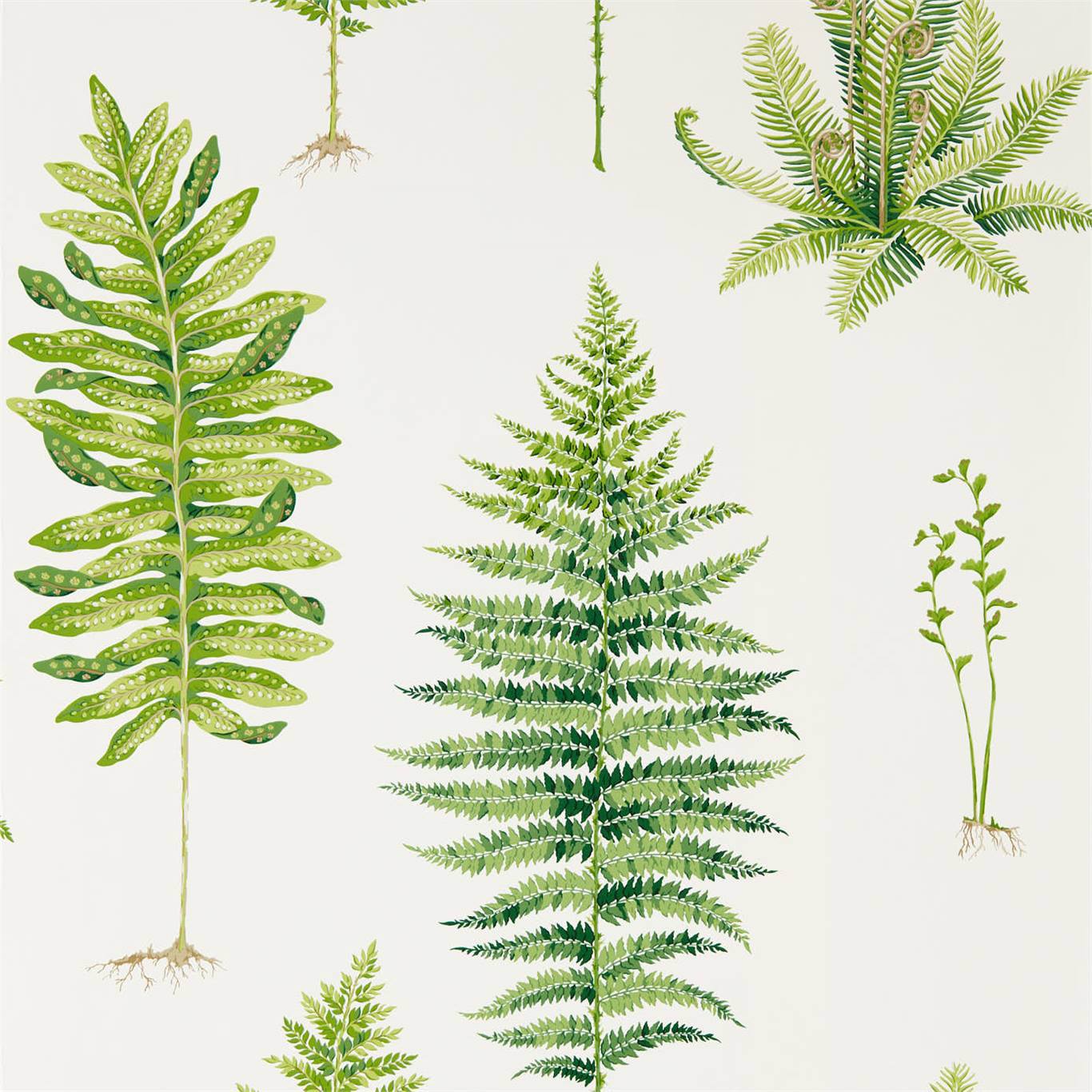 Fernery Wallpaper - Botanical Green - Sanderson - DGLW216633 - Premier Wallcovering