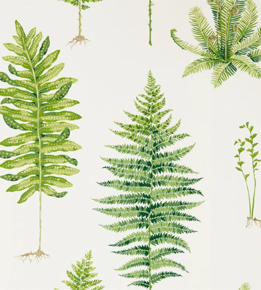 Fernery Wallpaper - Botanical Green - DGLW216633 - Sanderson - Premier Wallcovering
