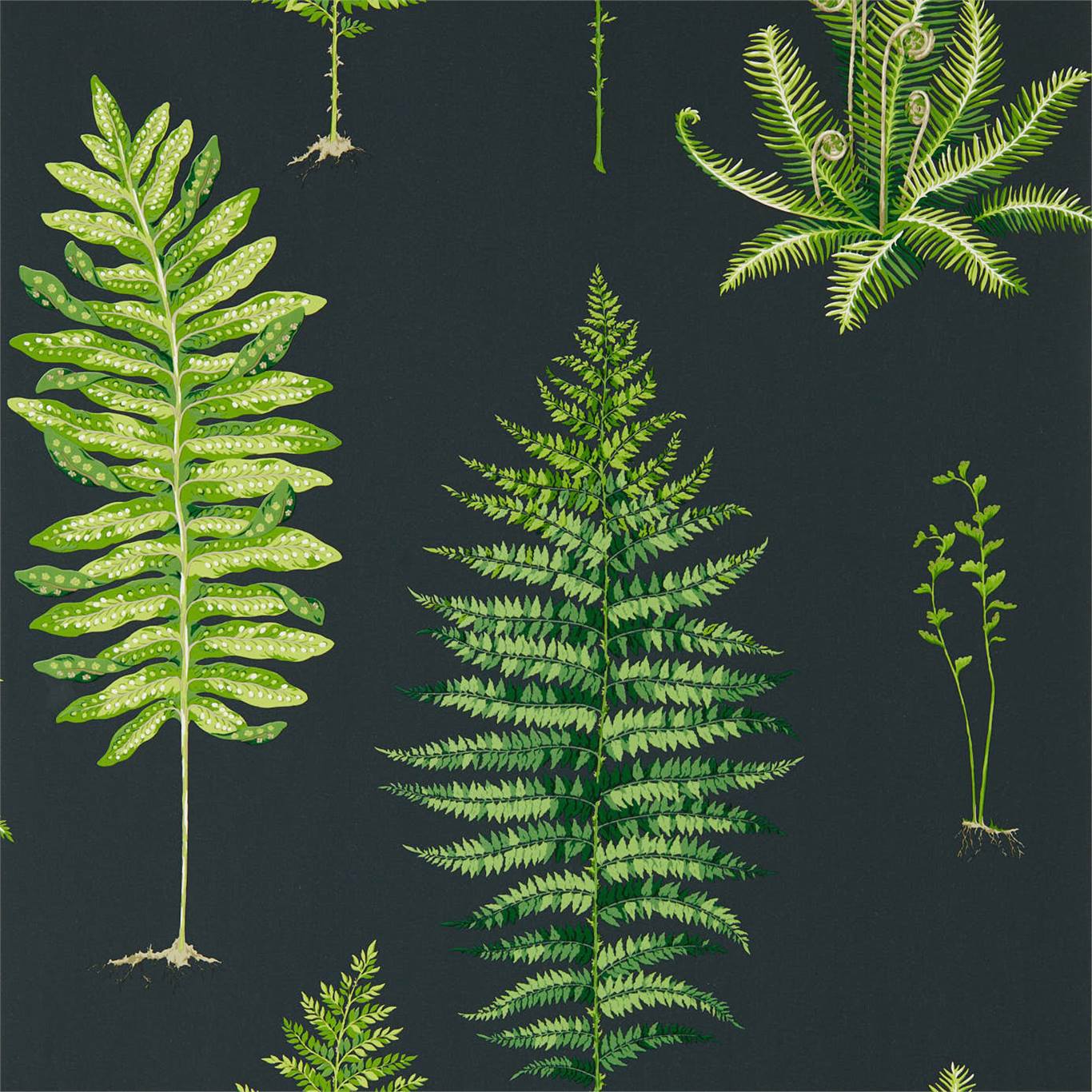 Fernery Wallpaper - Botanical Green/Charcoal - Sanderson - DGLW216634 - Premier Wallcovering